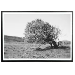 - Plakat - Windy tree - Sort/Hvid - 30x40 cm^Applicata