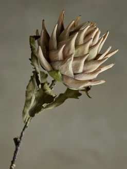 - Protea Kunstig stilk - Natur*Bloomingville Outlet