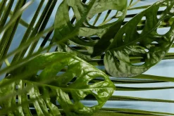 - Bodylotion - Forest Grace - 250 ml^Haan Outlet