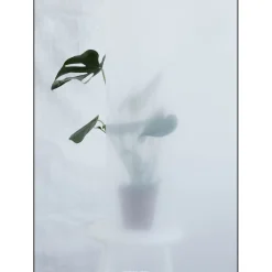 - Split-leaf I - poster 50x70 cm*Kristina Dam Online