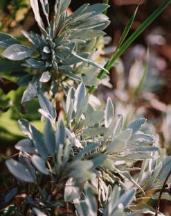 - Flydende Hånd- og kropssæbe - Salvie/Rosmarin/Lavendel - 240 ml*L:A Bruket Online