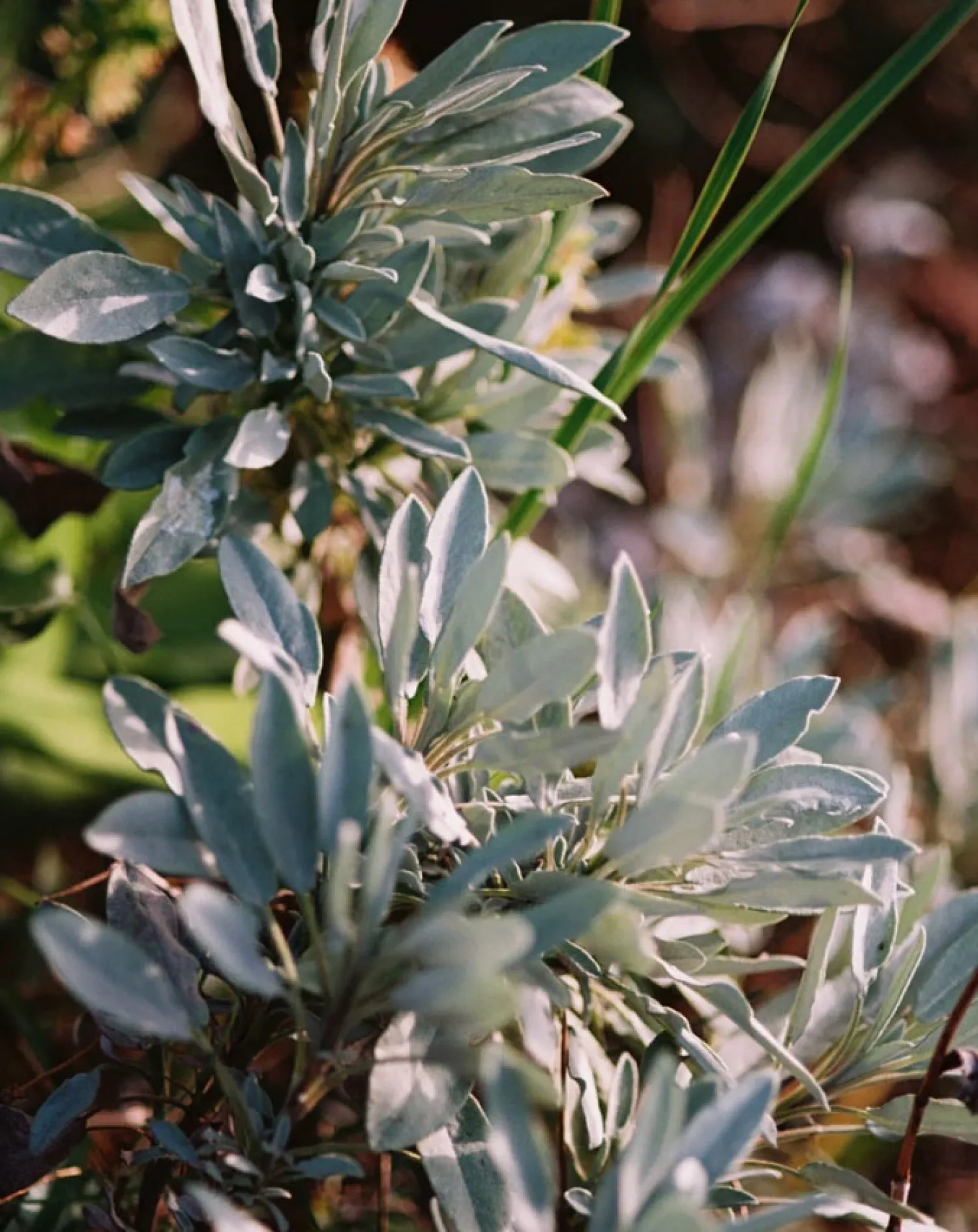 - Flydende Hånd- og kropssæbe - Salvie/Rosmarin/Lavendel - 240 ml*L:A Bruket Online