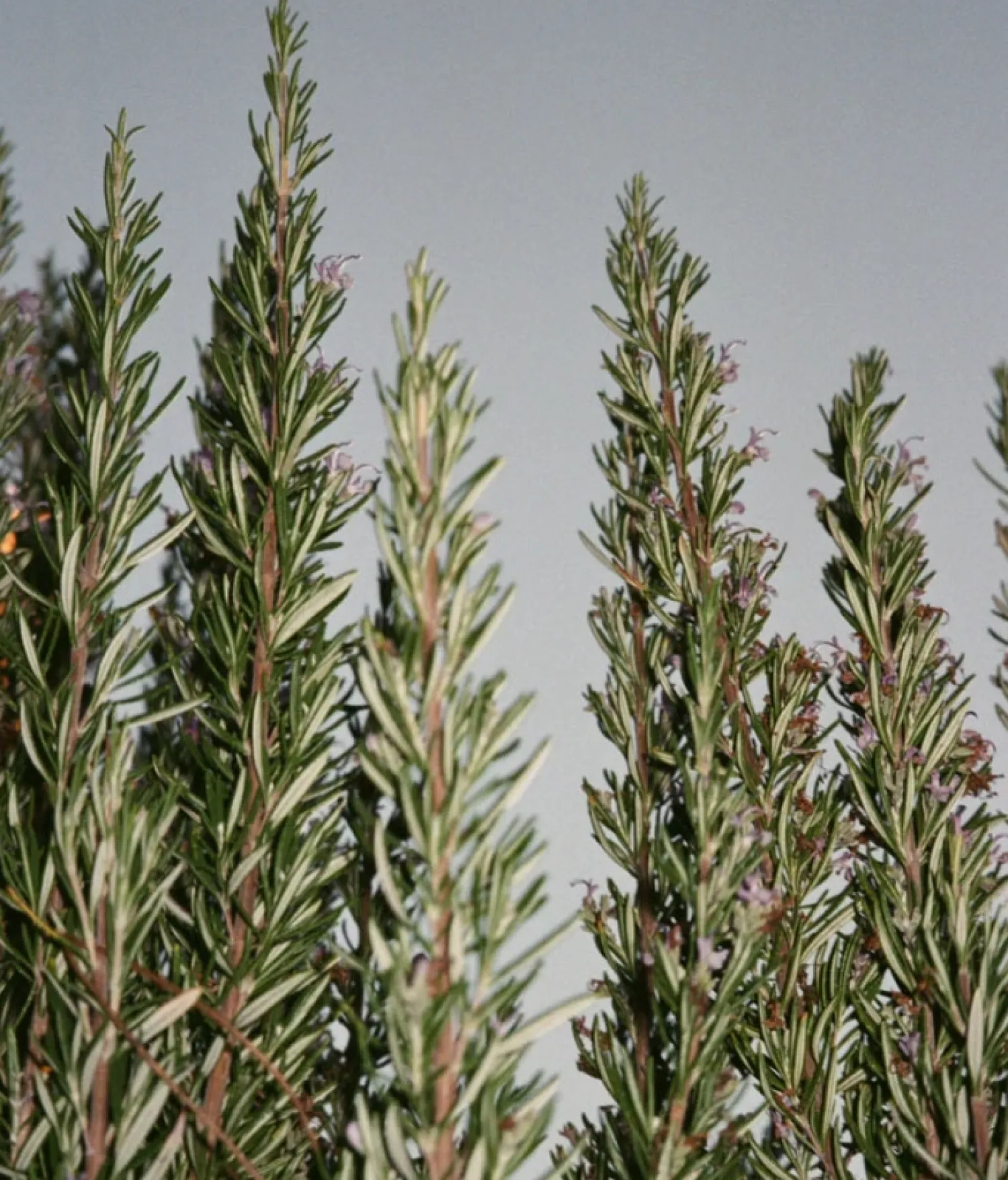 - Flydende Hånd- og kropssæbe - Salvie/Rosmarin/Lavendel - 240 ml*L:A Bruket Online