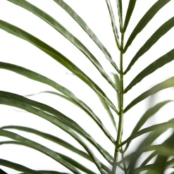 - Flora kentia palme H185 cm. grøn^Lene Bjerre New