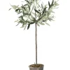 - Oliventræ Flora - 73 cm.*Lene Bjerre Online