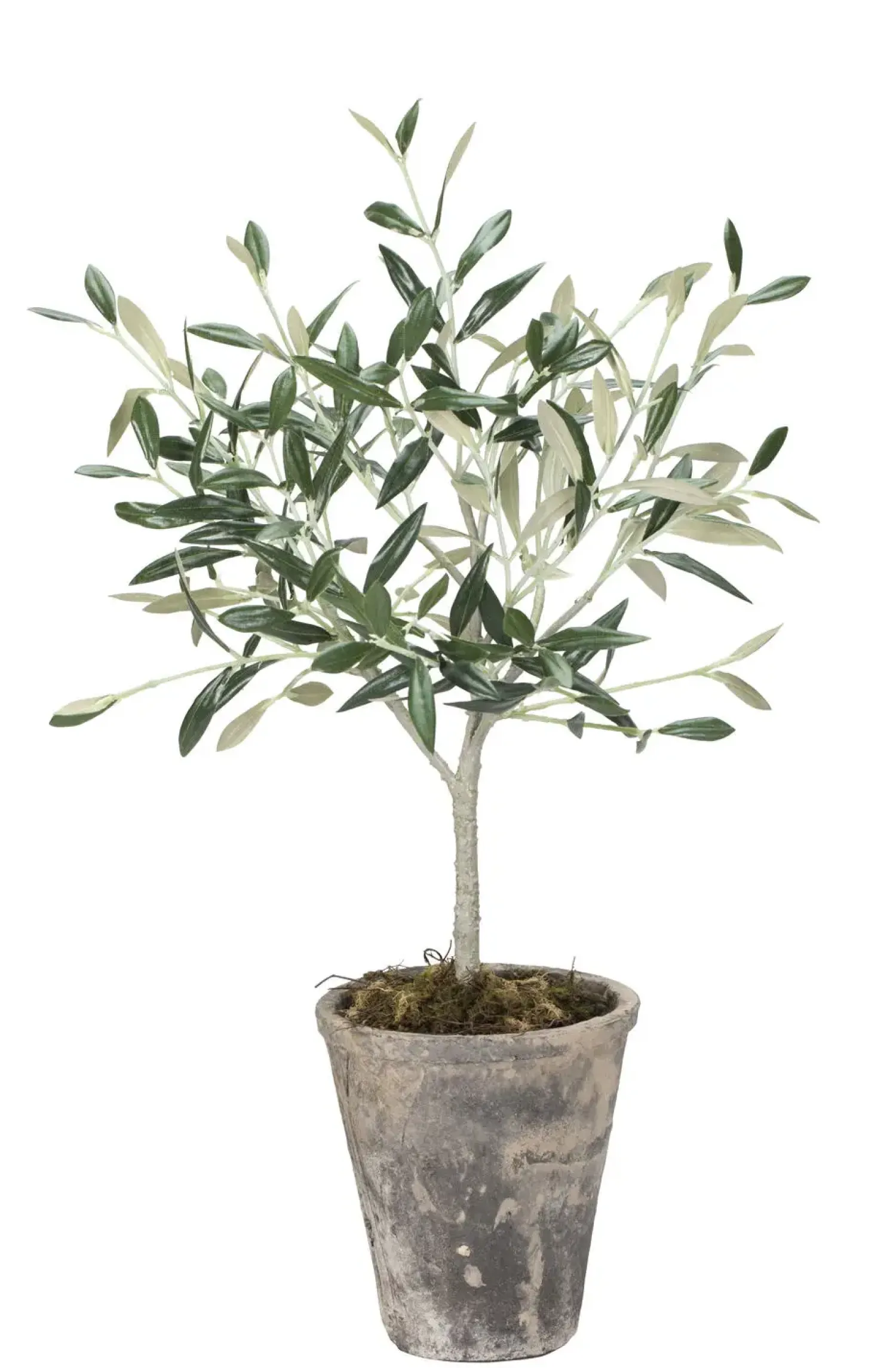 - Oliventræ Flora - 44 cm.^Lene Bjerre Clearance