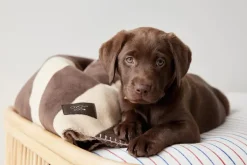 Zoo - Milo Ternet Hundepude - Small - Clay Melange*OYOY Online