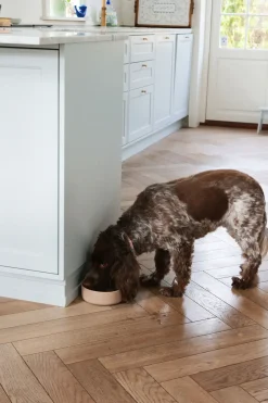 - Hundemadskål - Gråbrun - 16x5,5 cm*tadazhi Clearance