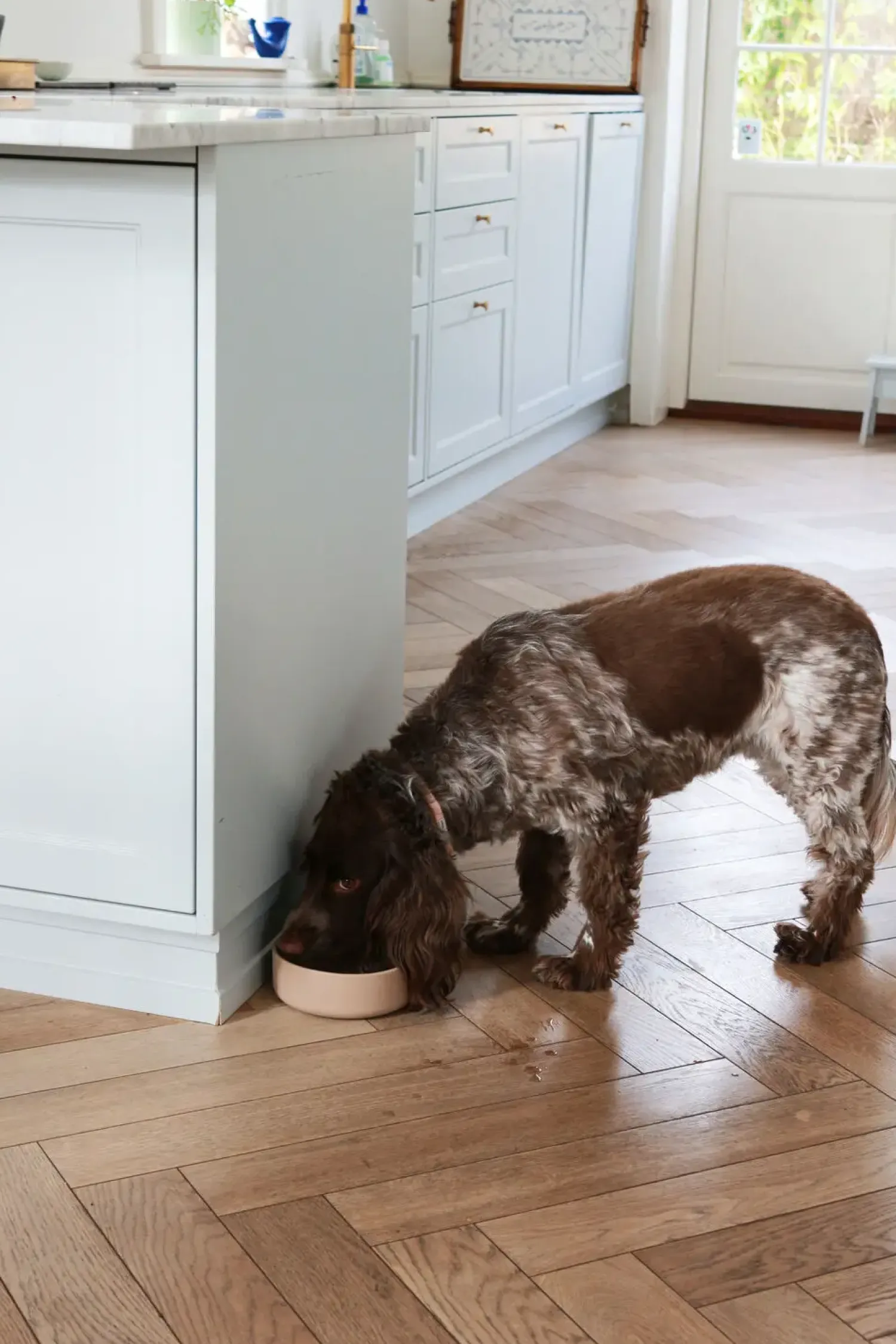 - Hundemadskål - Gråbrun - 16x5,5 cm*tadazhi Clearance