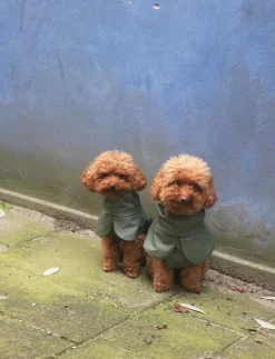 - Regnjakke til hund - Grøn - Str. 30^tadazhi Outlet