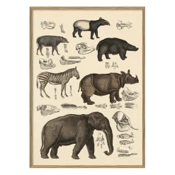 - Plakat 30x40 cm. - Animalia #5101 - Papir^The Dybdahl Outlet