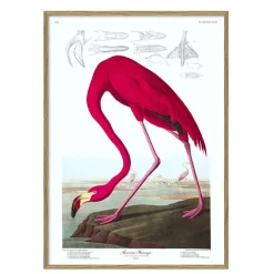 - Plakat 30x40 cm. - American Flamingo - Papir*The Dybdahl Outlet