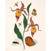 - Plakat 50x70 cm - Orange Lillies, Insects & a Shell - Papir*The Dybdahl Discount