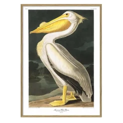 - Plakat 30x40 cm. - American White Pelican - Papir*The Dybdahl Best