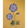 - Geranium plakat, amber - 50x70 cm^VISSEVASSE New