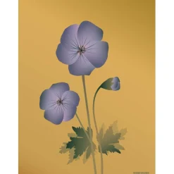 - Geranium plakat, amber - 50x70 cm^VISSEVASSE New
