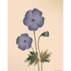- Geranium plakat, nude - 50x70 cm*VISSEVASSE New