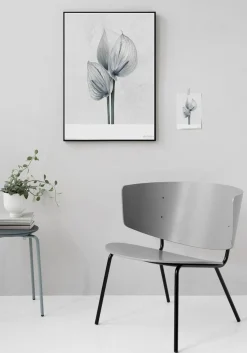 - Plakat Botanica Anthurium Andraeanum - (50x70 cm)^VISSEVASSE Hot