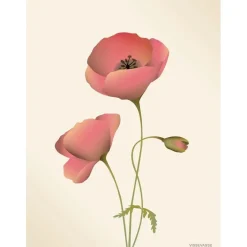 - Valmue plakat, meringue - 50x70 cm*VISSEVASSE